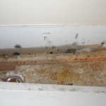 mold in drywall